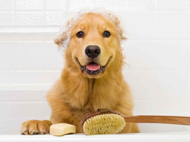 Tips and tricks: Puppy’s First Grooming