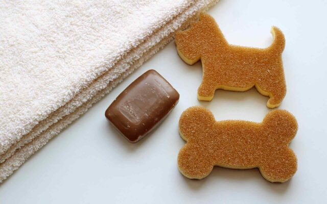 Keeping An Eye on Your Cat’s Eyes