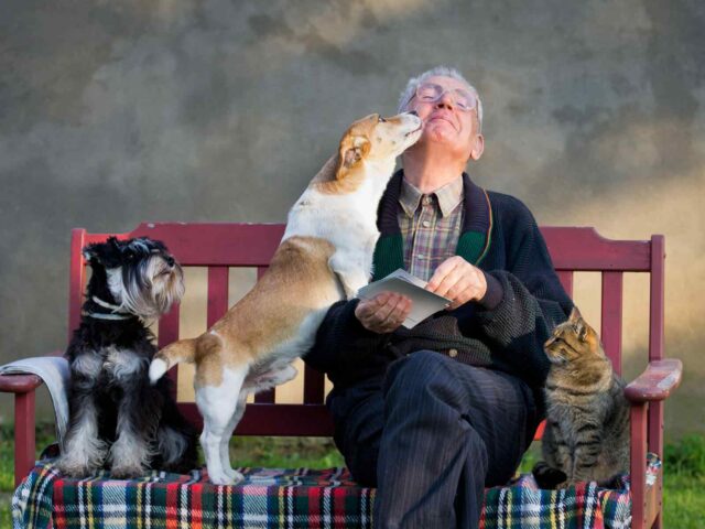 Prepare Holiday Boarding for Your Pet